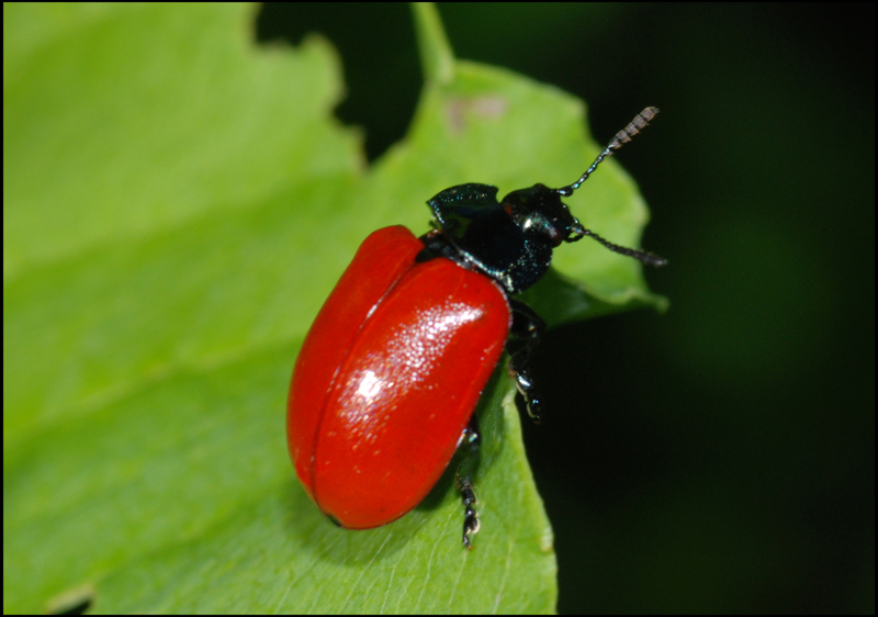 chrysolina?